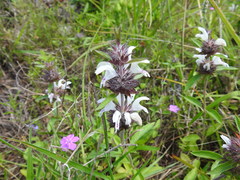 Monarda clinopodioides