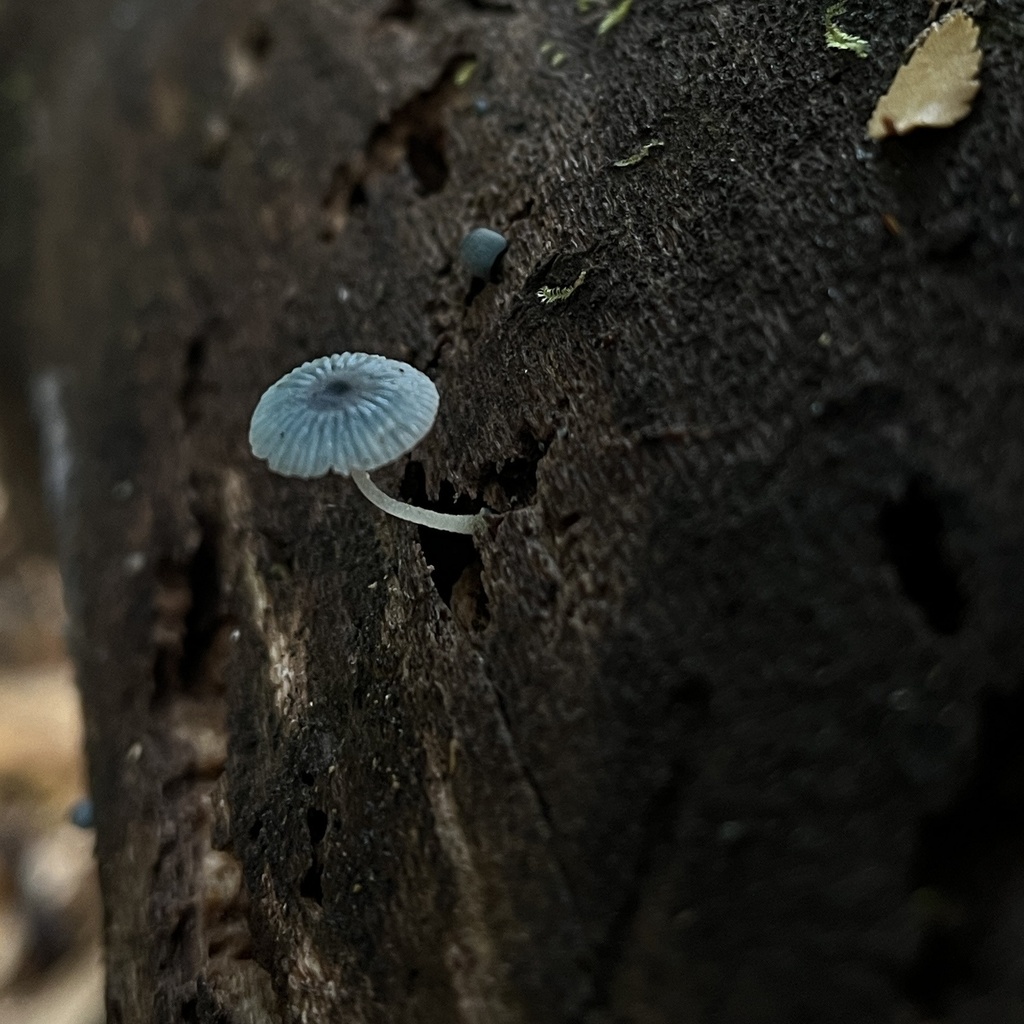 Mycena cyanocephala · April 2024 · photo: © cristianriquelme (iNaturalist, cc-by)
