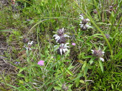 Monarda clinopodioides