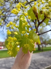 Acer platanoides