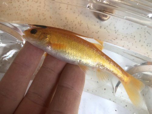 Creek chub (Semotilus atromaculatus) — Cyprinidae — 2