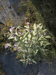 Solanum elaeagnifolium
