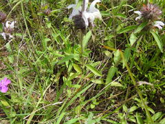 Monarda clinopodioides