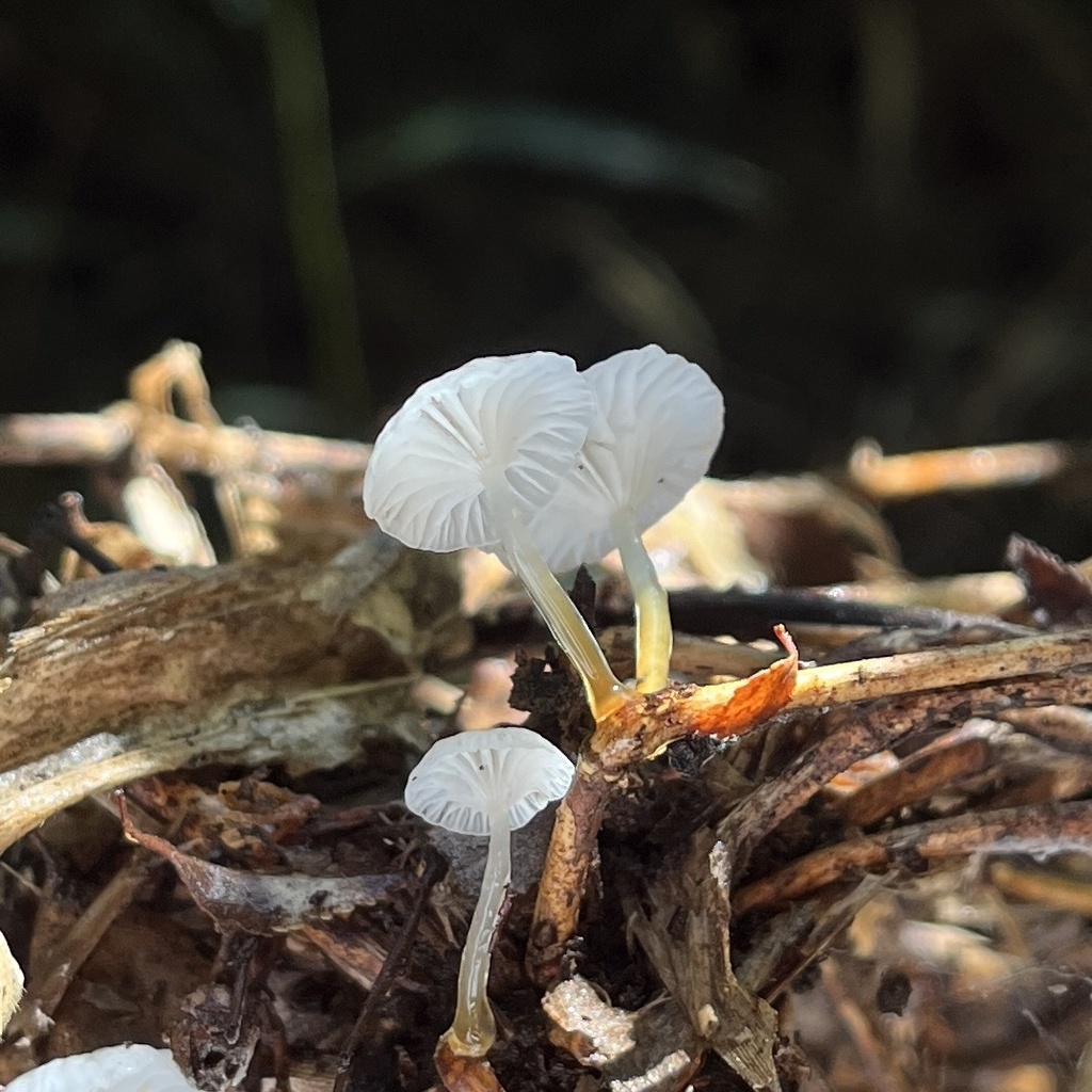 Mycena subulifera