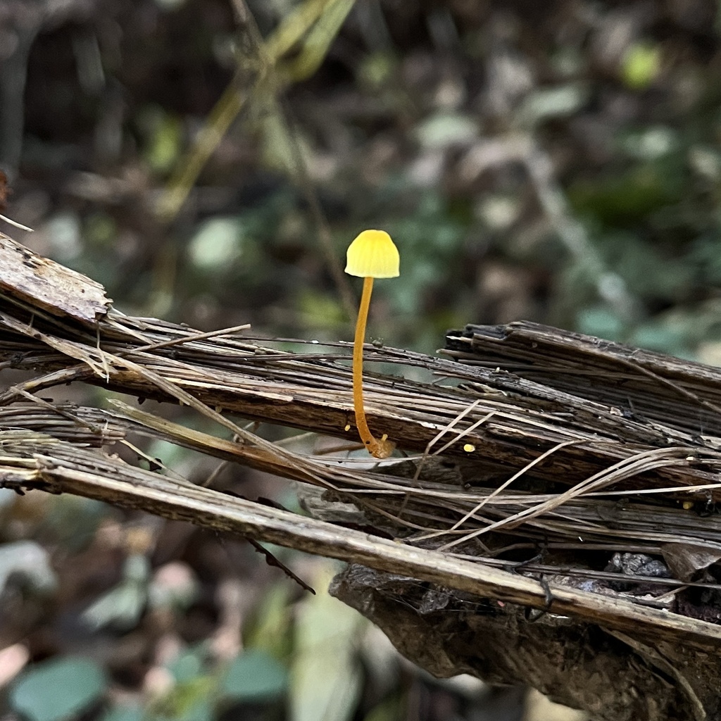 Mycena chusqueophila · April 2024 · photo: © cristianriquelme (iNaturalist, cc-by)