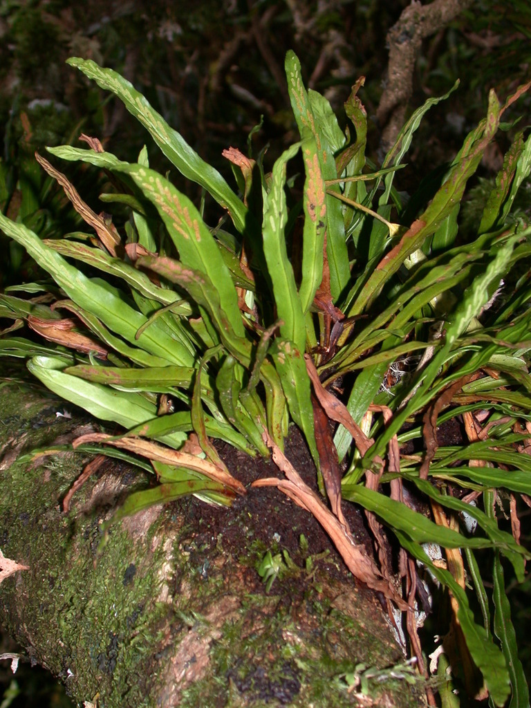 Loxogramme parksii
