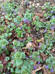 Glechoma hederacea