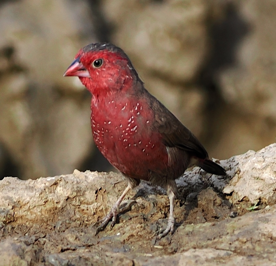 Bar-breasted Firefinch (Lagonosticta rufopicta), photo 1