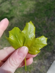 Acer platanoides