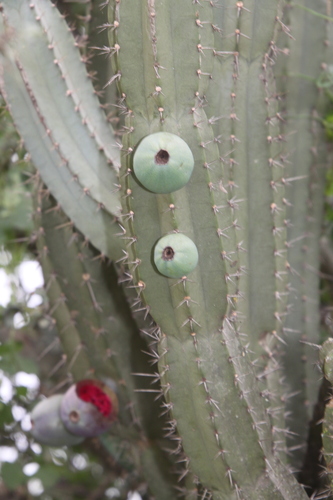 Foto de Cacto Parafuso