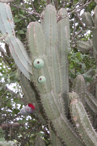 Foto de Cacto Parafuso