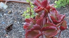 Kalanchoe sexangularis
