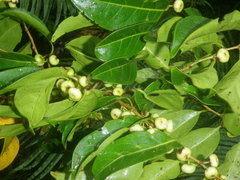 Glochidion ramiflorum