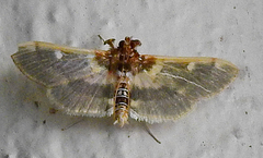 Apilocrocis brumalis