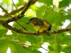 Euphonia laniirostris