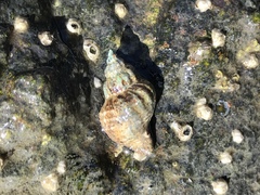 Urosalpinx cinerea image