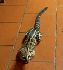 Pardine Genet photo 3