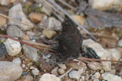 Erynnis juvenalis