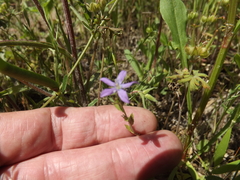 Triodanis biflora