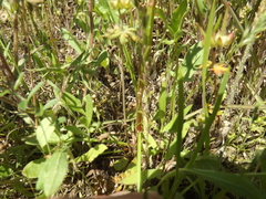 Triodanis biflora