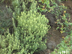 Castilleja grisea