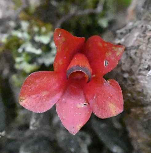 Dendrobium cuthbertsonii, photograph 2
