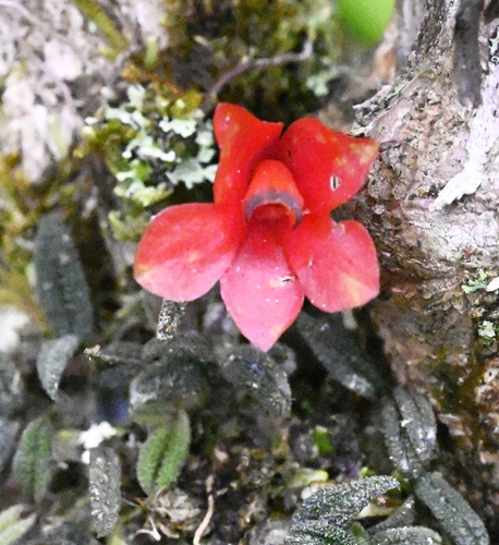 Image of Dendrobium cuthbertsonii by (c) Micha Baum, some rights reserved (CC BY-SA)