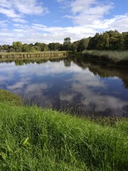 Fulica americana columbiana