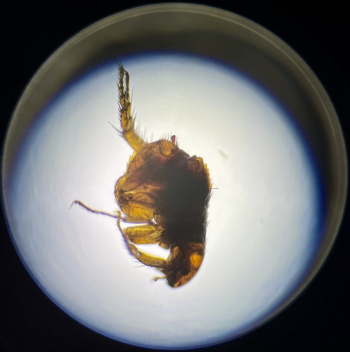 Cat flea