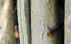 Gonatodes albogularis fuscus