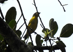 Euphonia laniirostris