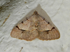 Frederickia flaviterminata