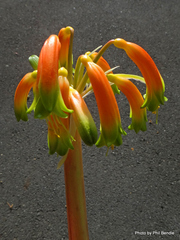 Clivia caulescens