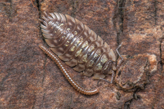 Blaniulidae