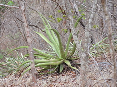 Agave kewensis