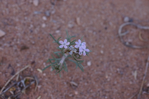Image of Ipomopsis pumila by (c) Lyrae, some rights reserved (CC BY)