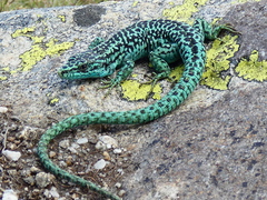 Cyren's Rock Lizard photo 2