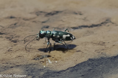 Cicindela willistoni