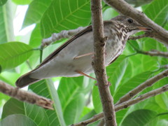 Grey-Cheeked Thrush photo 2