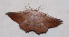 Drepanogynis mixtaria