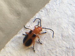 Phyllobrotica sororia