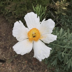 Romneya coulteri