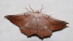 Drepanogynis mixtaria