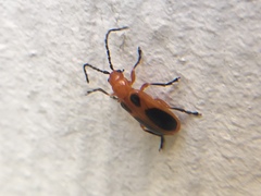 Phyllobrotica sororia