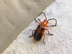 Phyllobrotica sororia
