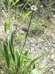 Echinacea angustifolia