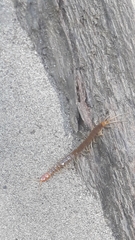 Scolopocryptopidae