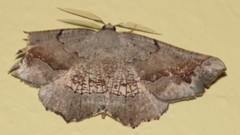 Drepanogynis mixtaria