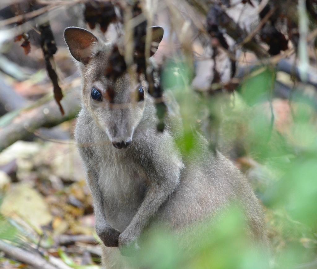 Grey Dorcopsis