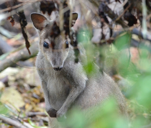 Grey Dorcopsis